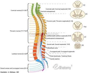 spinal-cord-anatomy-diagram-en_medical512